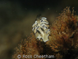 Found at swansea NSW AUS in about 5 m of water 1/60 f8 by Ross Cheetham 